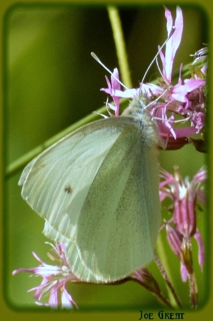 Pieris rapae - répalepke