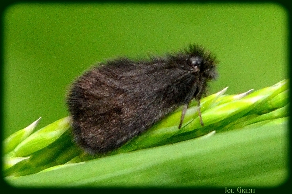 Psychidae - csőzsákos-molyfélék