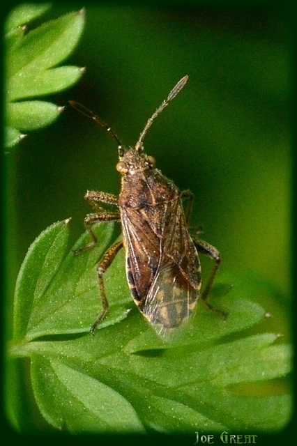 Rhopalidae - üvegpoloskák