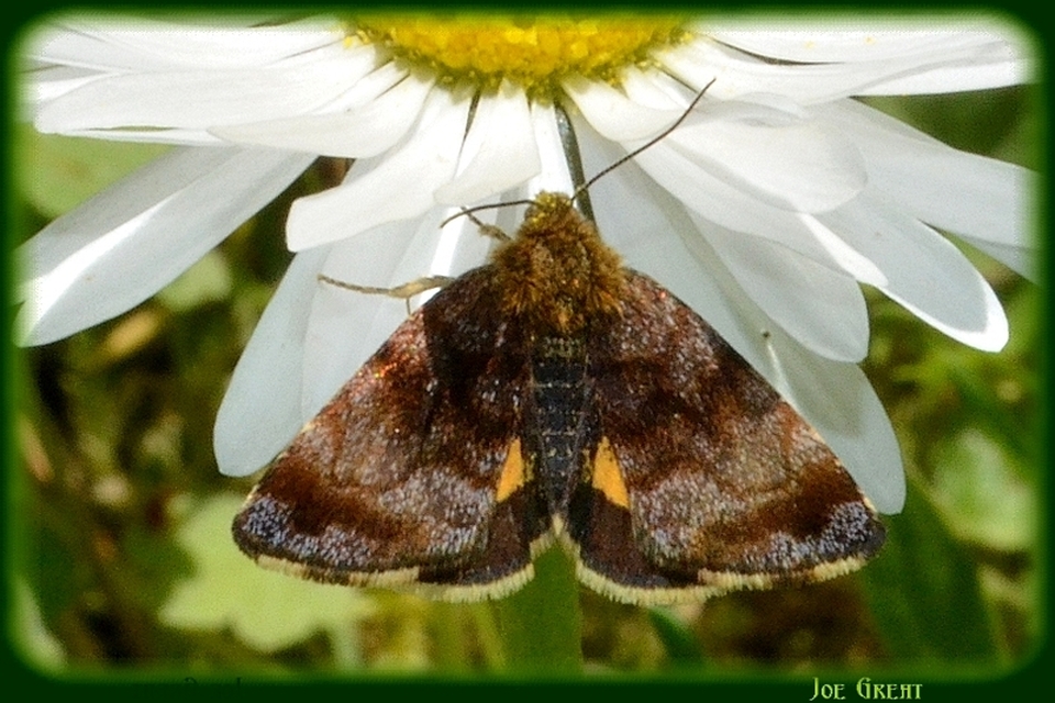 Panemeria tenebrata - apró sárgabagoly