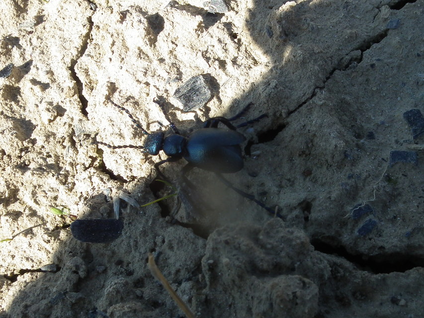 Meloe violaceus - kék nünüke