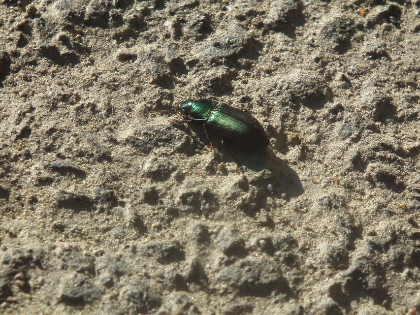 Harpalus distinguendus - mezei lomhafutó