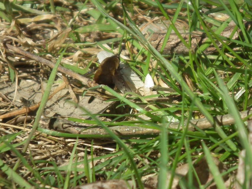 Bombylius discolor - feketefarú pöszörlégy