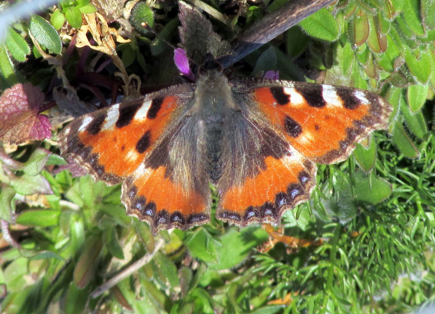 Nymphalis urticae - kis rókalepke