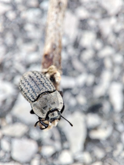 Opatrum sabulosum - sároshátú gyászbogár