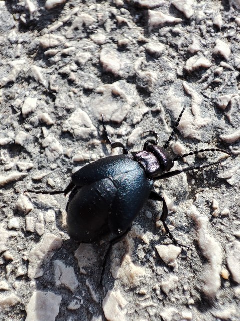 Meloe decorus - csinos nünüke