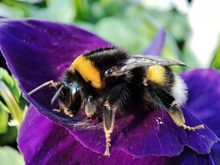 Bombus terrestris/lucorum