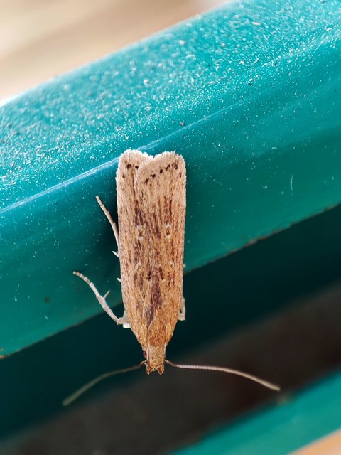 Helcystogramma