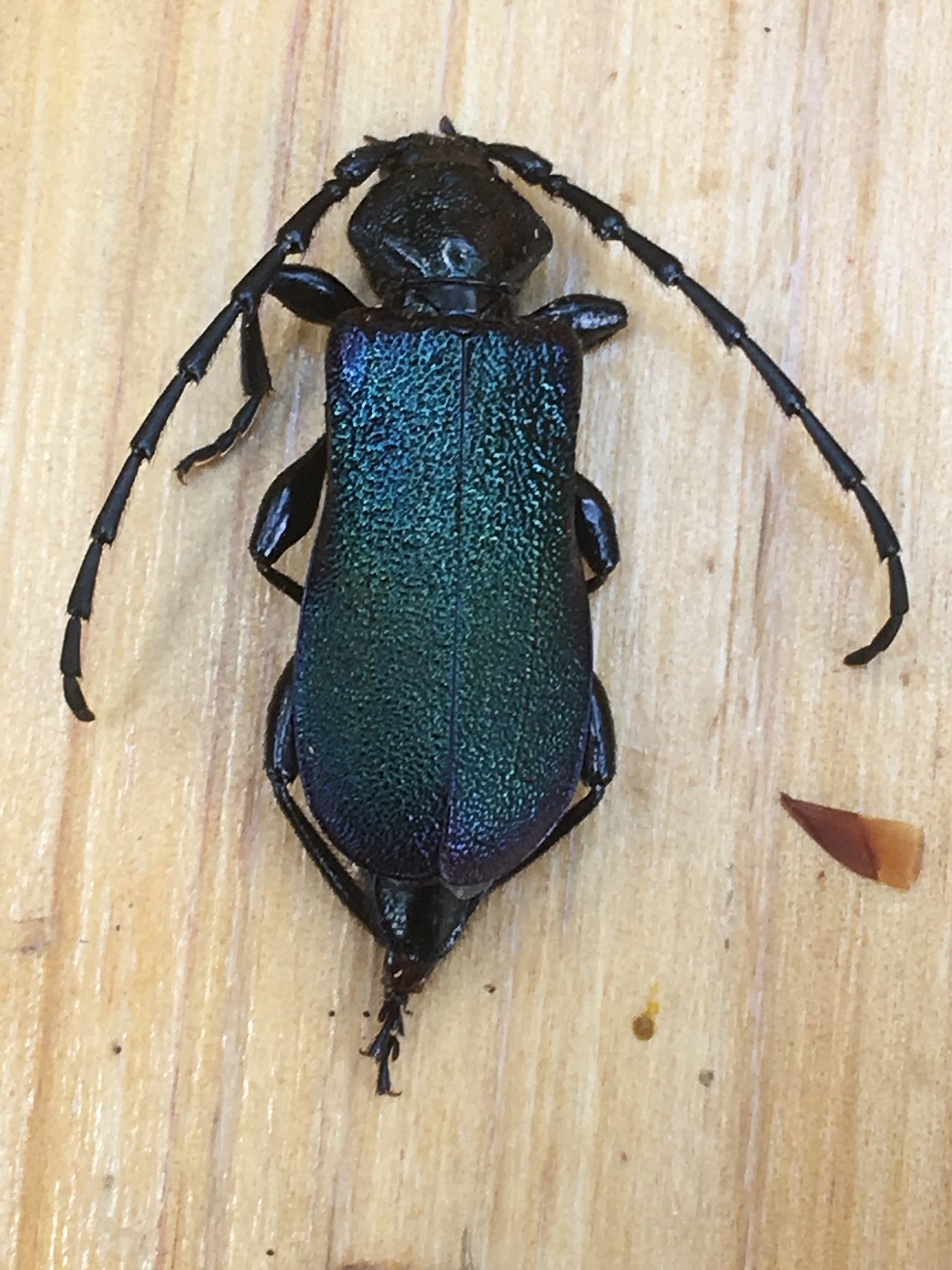 Ropalopus ungaricus insubricus - kékeszöld facincér