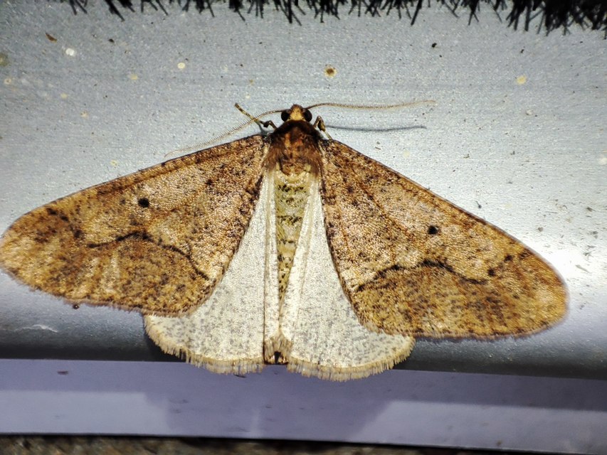 Erannis defoliaria - nagy téliaraszoló