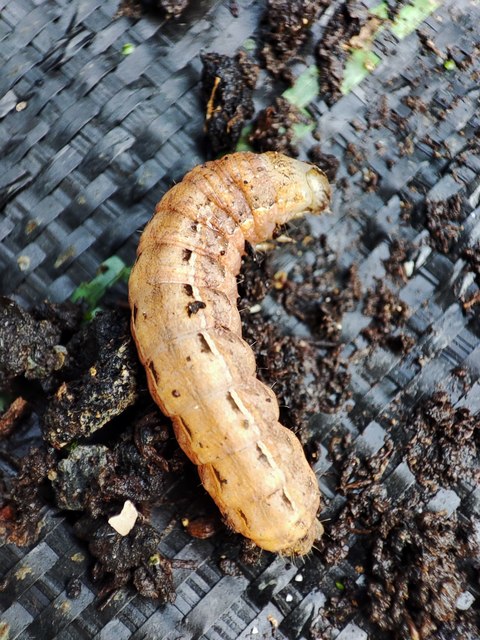 Noctua pronuba - nagy sárgafűbagoly