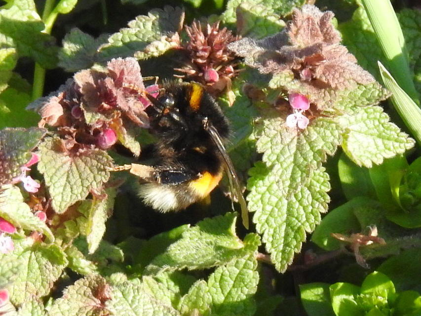 Bombus terrestris/lucorum