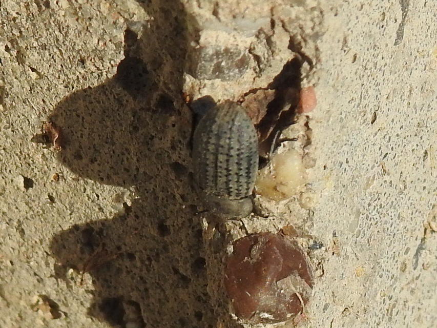 Opatrum sabulosum - sároshátú gyászbogár