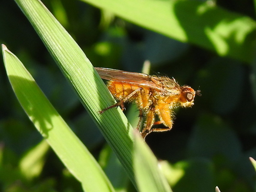 Scathophaga stercoraria - közönséges trágyalégy