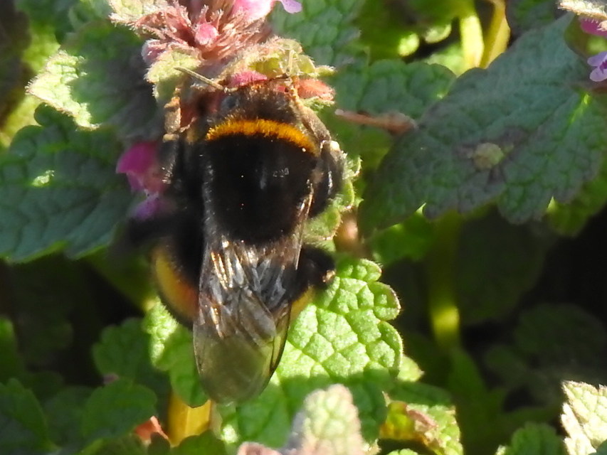 Bombus terrestris/lucorum