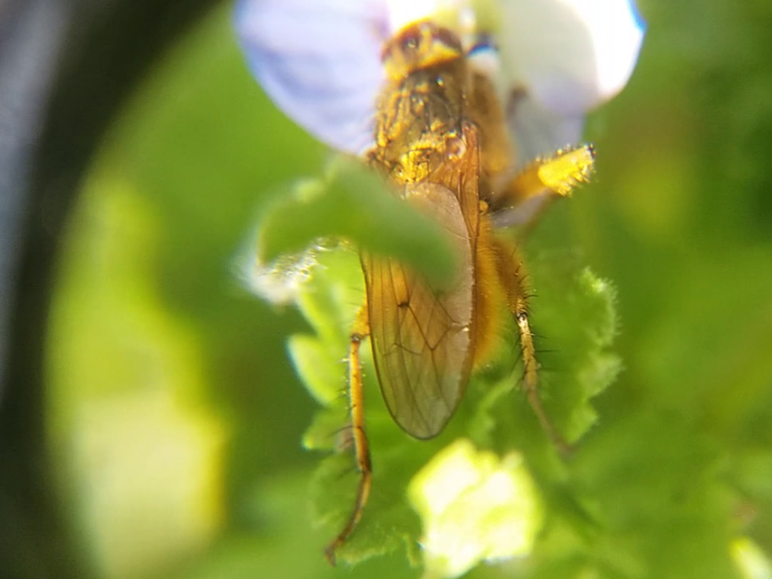 Scathophaga stercoraria - közönséges trágyalégy