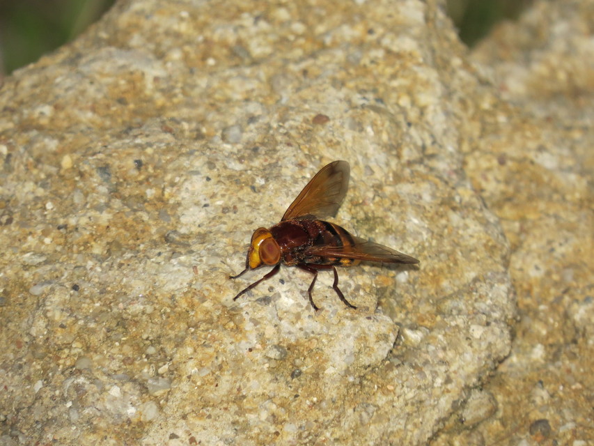 Volucella zonaria - kétöves pihelégy Volucella zonaria - kétöves pihelégy