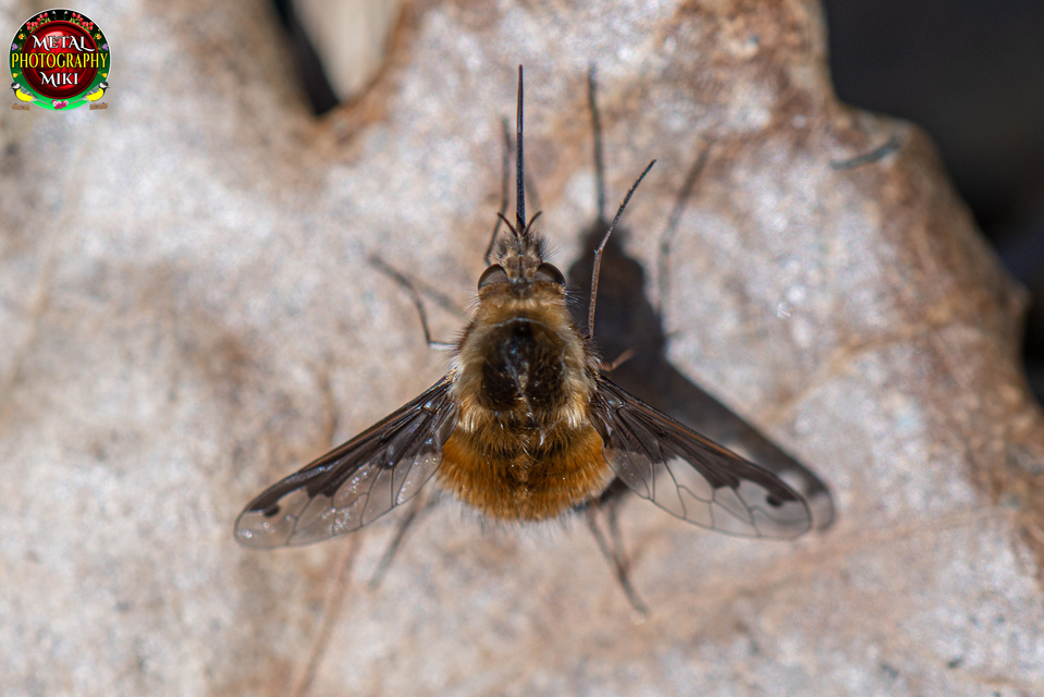 Bombylius major - szegélyes pöszörlégy