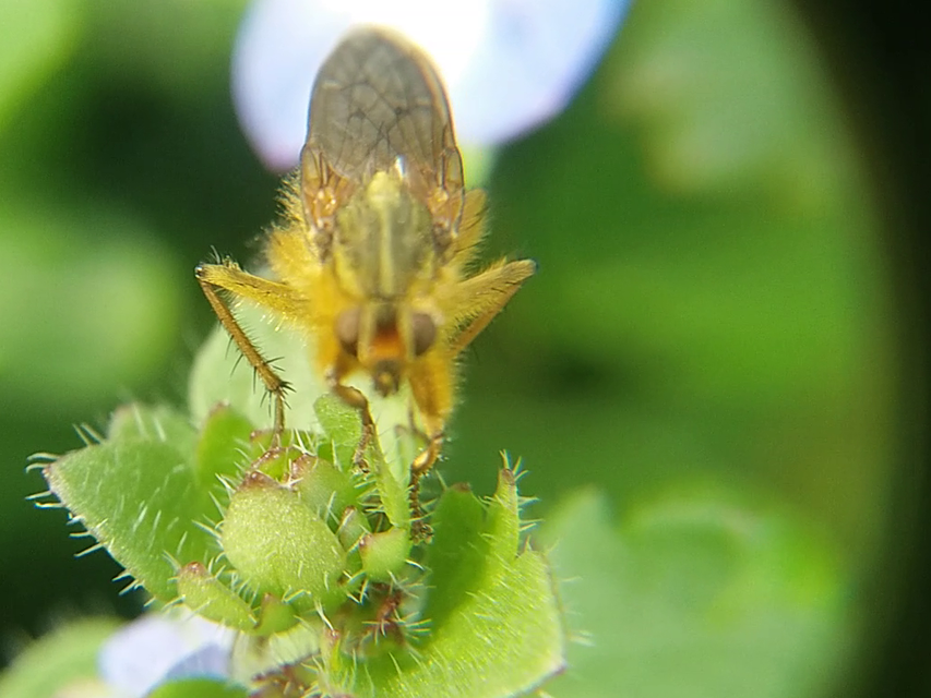 Scathophaga stercoraria - közönséges trágyalégy