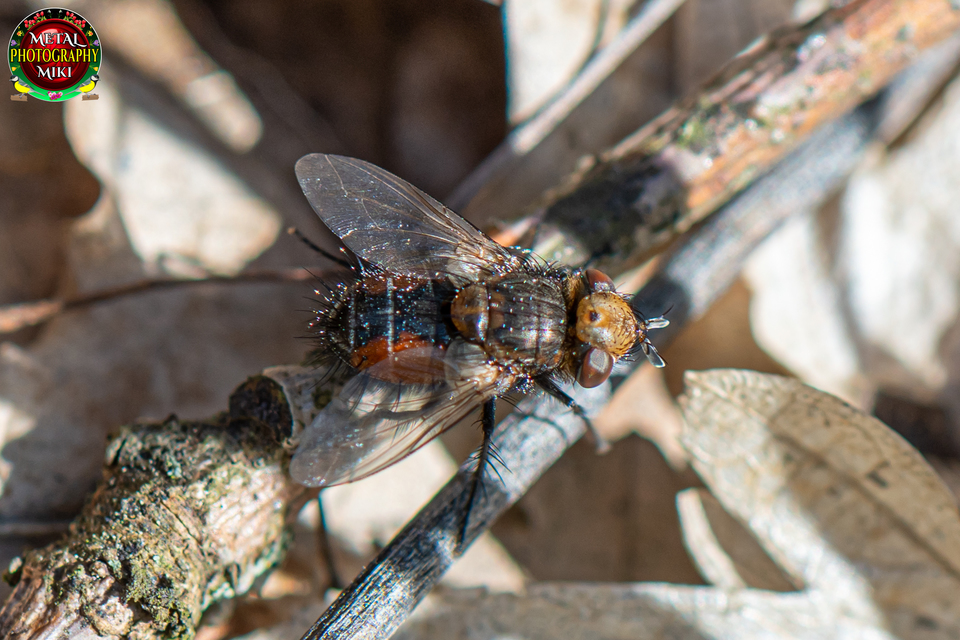 Gonia divisa