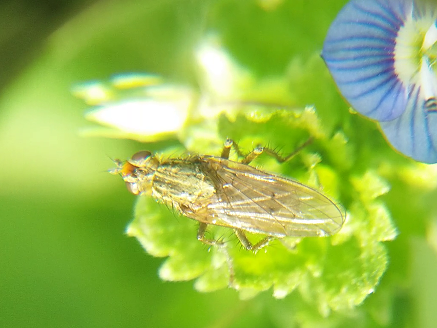 Scathophaga stercoraria - közönséges trágyalégy