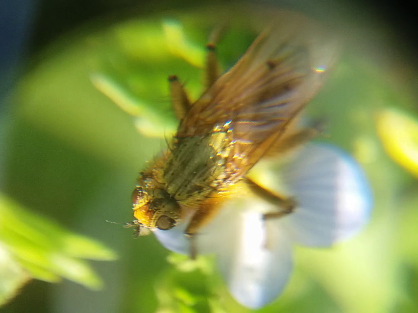 Scathophaga stercoraria - közönséges trágyalégy