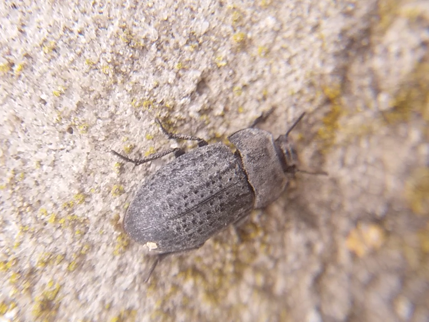 Opatrum sabulosum - sároshátú gyászbogár