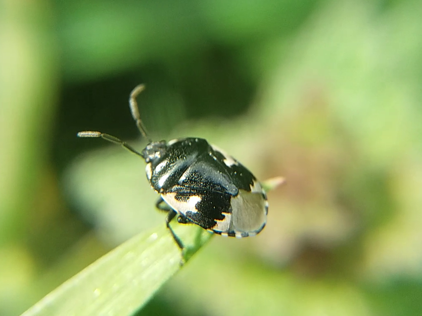 Tritomegas bicolor - foltos földipoloska