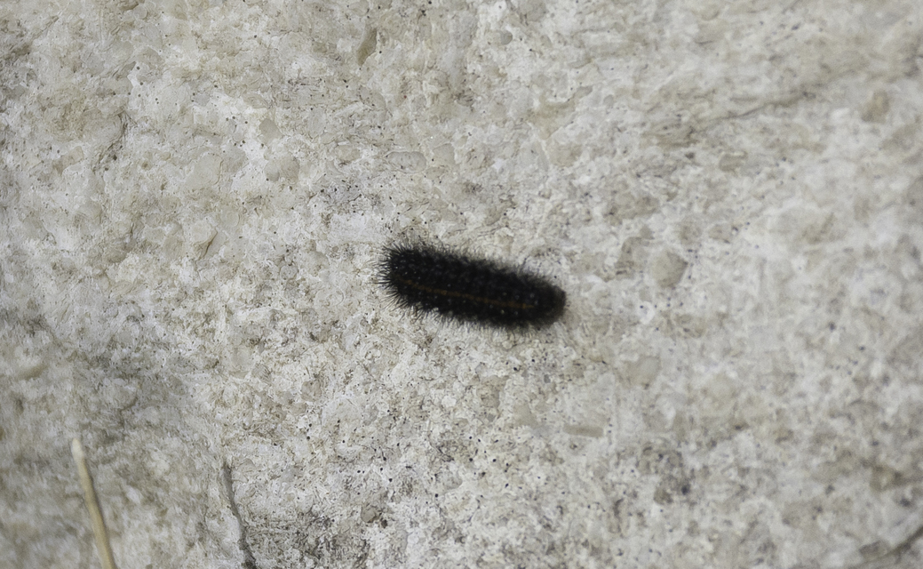 Spiris striata - csíkos molyszövő
