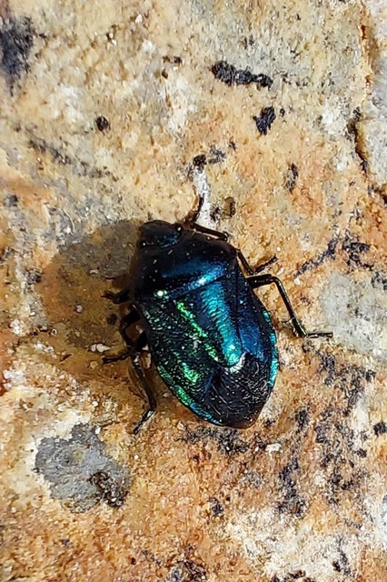 Zicrona caerulea - acélkék poloska Zicrona caerulea - acélkék poloska