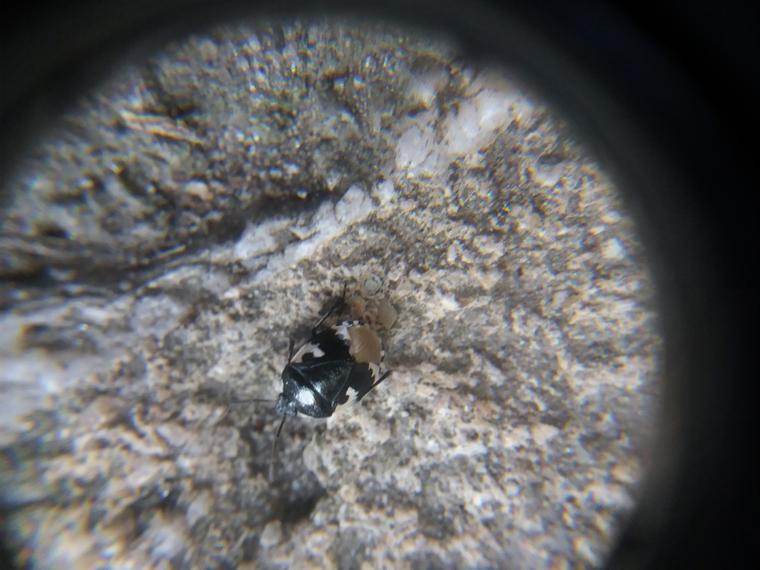 Tritomegas bicolor - foltos földipoloska