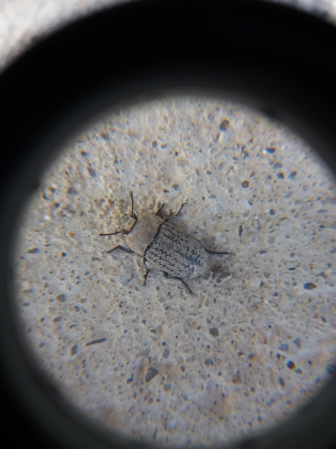 Opatrum sabulosum - sároshátú gyászbogár