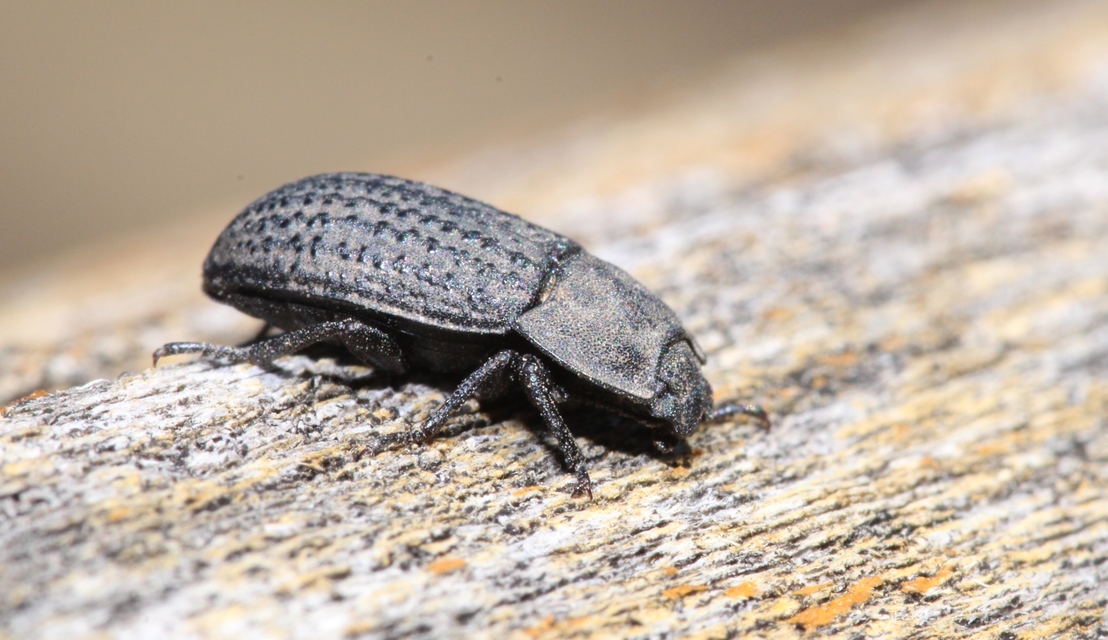 Opatrum sabulosum - sároshátú gyászbogár