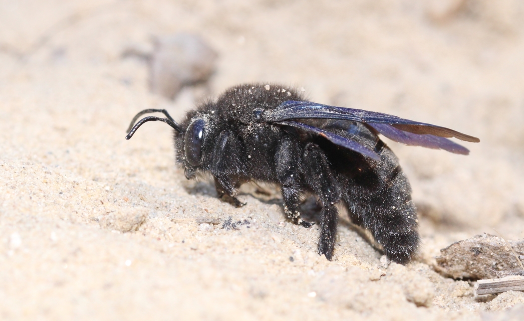 Xylocopa