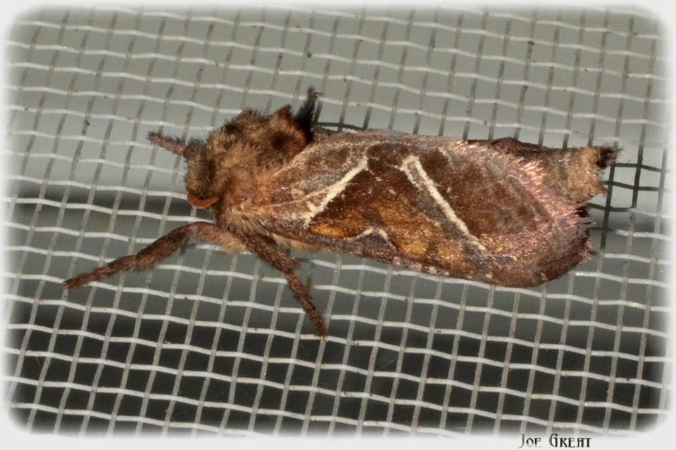 Triodia sylvina - kis gyökérrágólepke