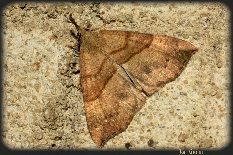 Hypena proboscidalis - ormányos karcsúbagoly