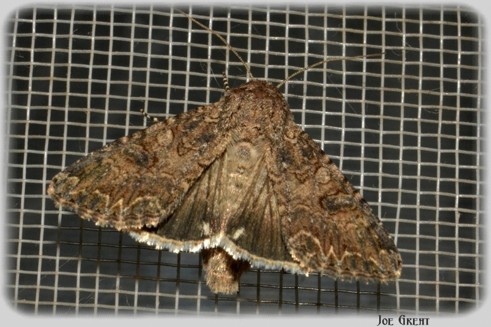 Hadula trifolii - lóherebagoly