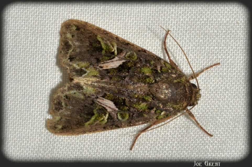 Trachea atriplicis - nyári zöldbagoly