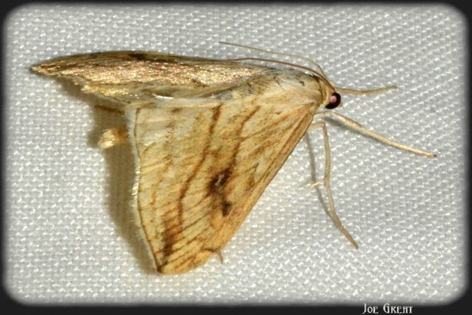 Evergestis forficalis - veteménymoly