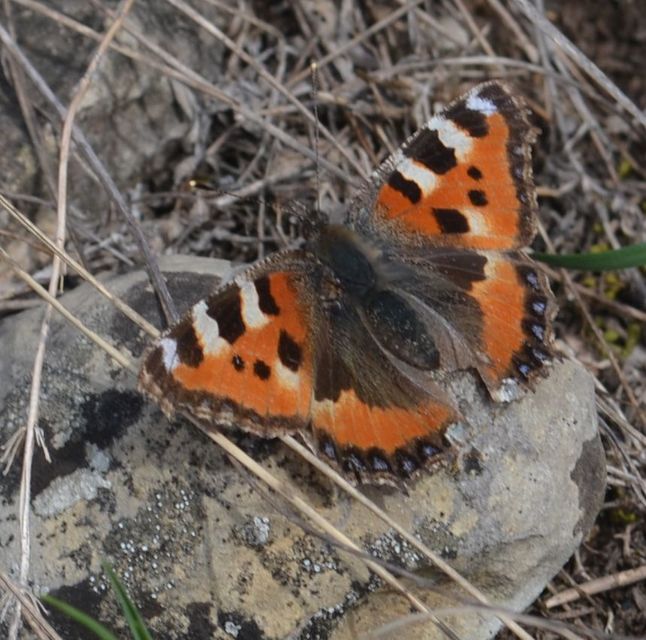 Nymphalis urticae - kis rókalepke