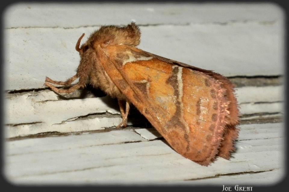 Triodia sylvina - kis gyökérrágólepke