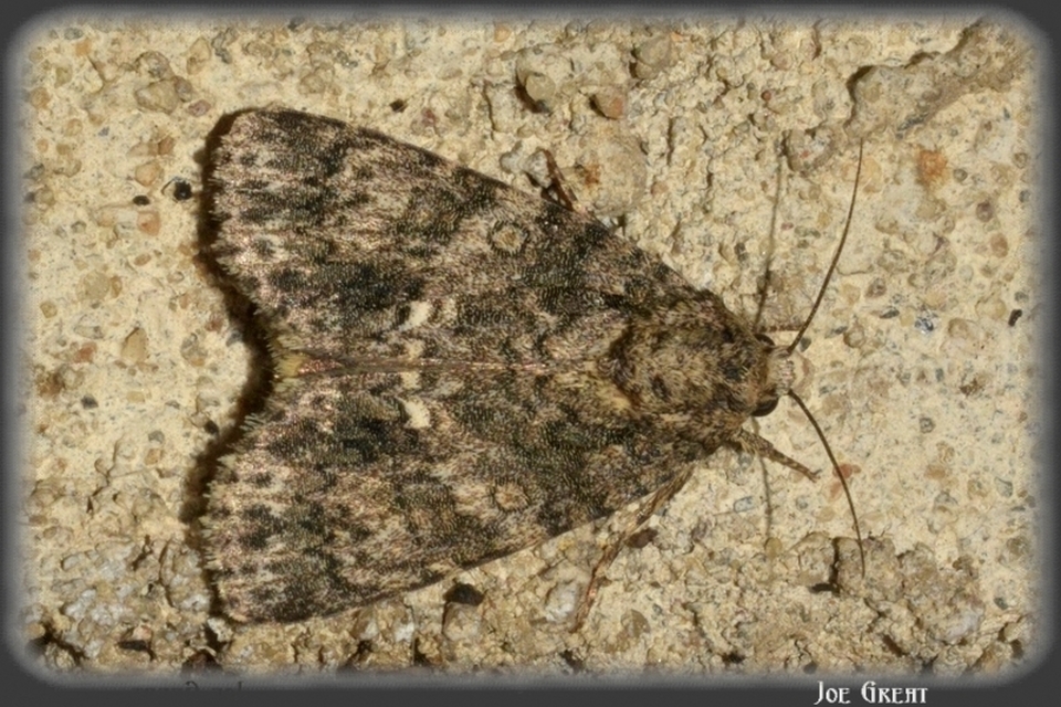 Acronicta rumicis - sóska-szigonyosbagoly