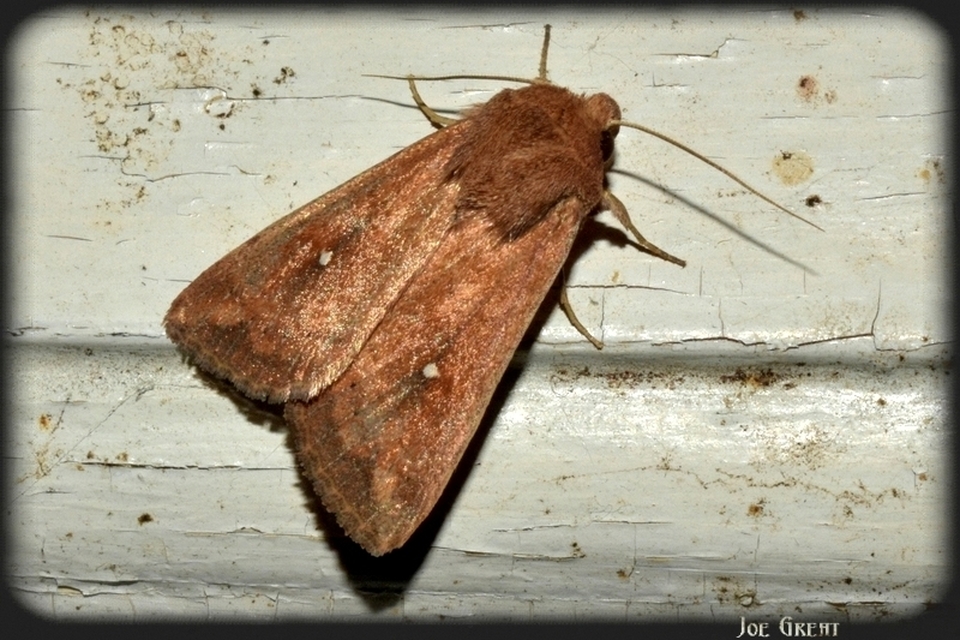 Mythimna albipuncta - fehérpettyes rétibagoly Mythimna albipuncta - fehérpettyes rétibagoly