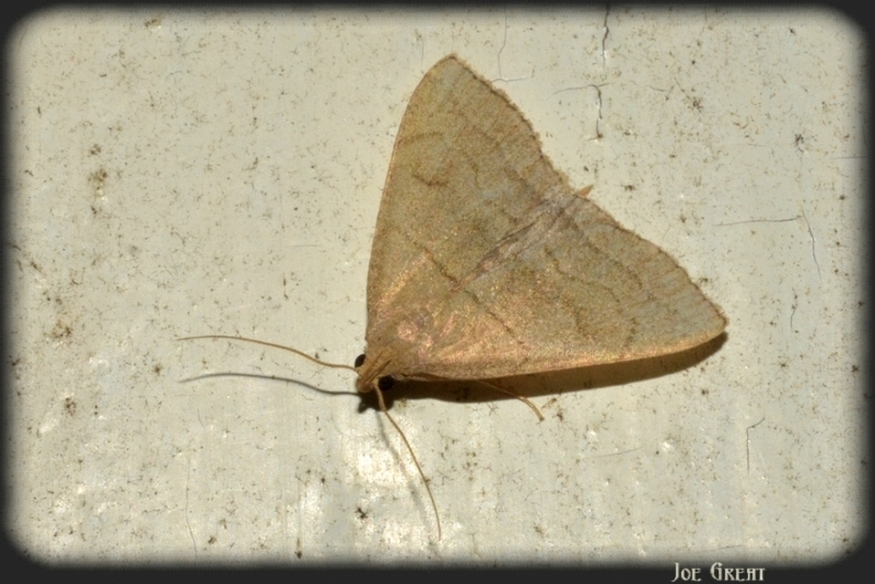 Herminia tarsicrinalis - szőröslábú karcsúbagoly