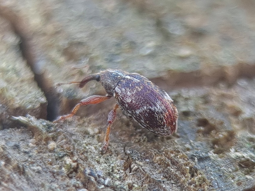 Anthonomus