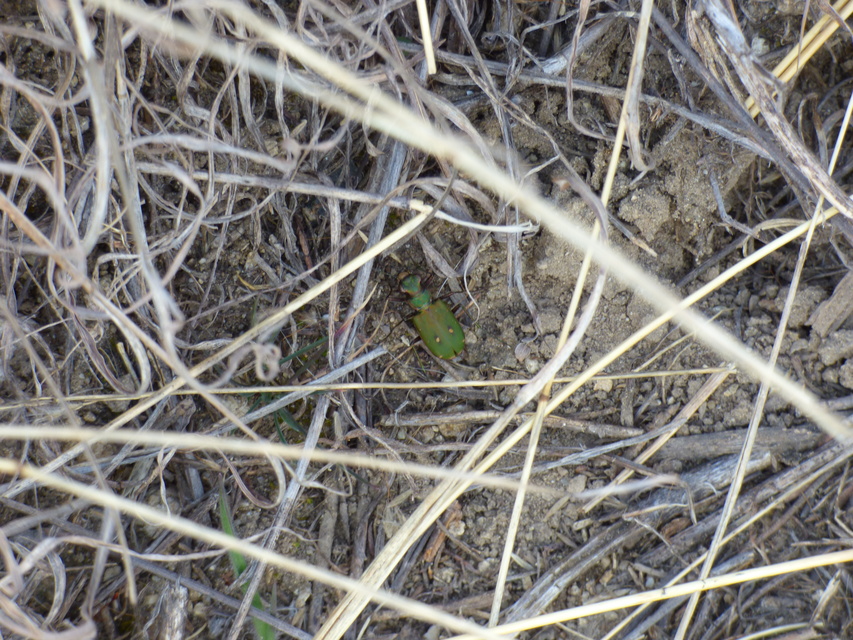 Cicindela campestris - mezei homokfutrinka