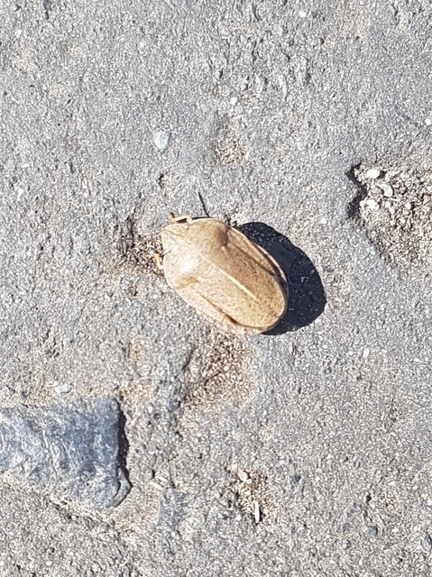 Eurygaster