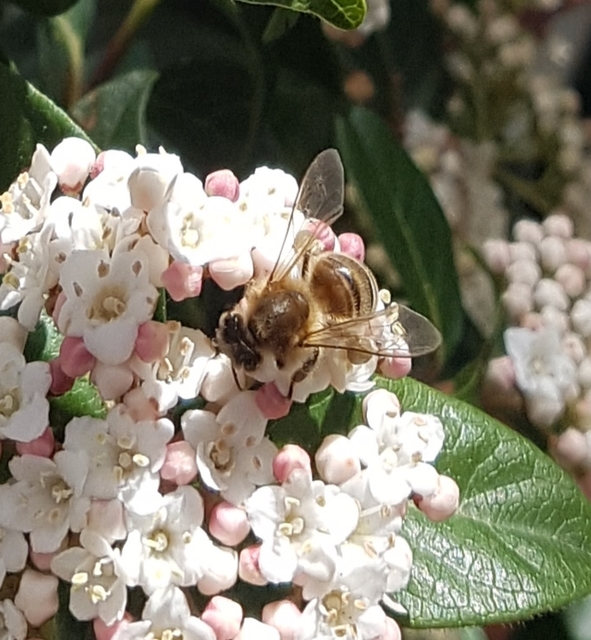 Apis mellifera - háziméh