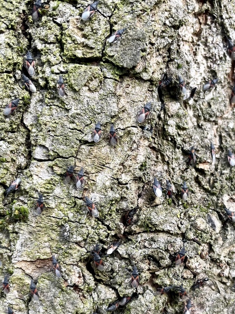 Oxycarenus lavaterae - hársbodobács