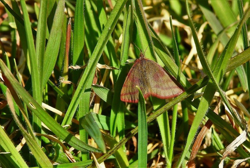 Lythria cruentaria - bíborcsíkos araszoló